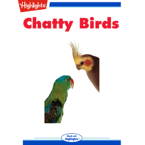 Chatty Birds