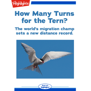 How Many Turns for the Tern?