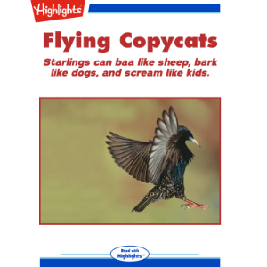 Flying Copycats