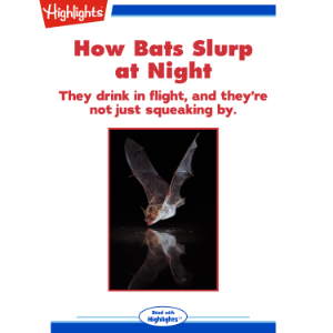 How Bats Slurp at Night