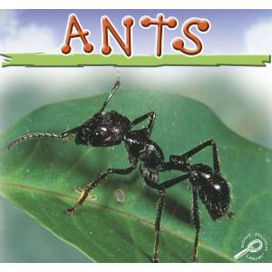 Ants
