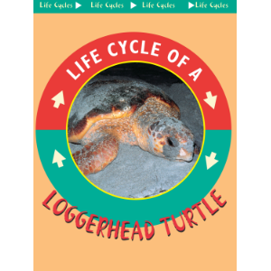 Loggerhead Turtles