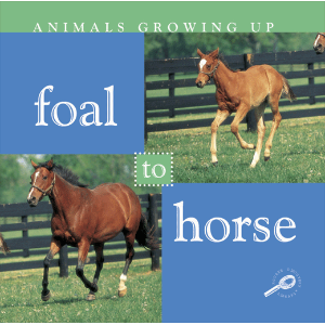 Foal to Horse