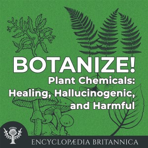 Plant Chemicals: Healing, Hallucinogenic, and Harmful