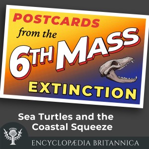 Sea Turtles and the Coastal Squeeze
