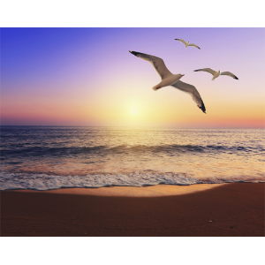 Meditation for Healing the Heart (With Soothing Nature Sounds)