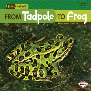 From Tadpole to Frog-logo
