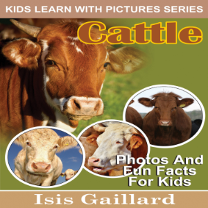 Cattle