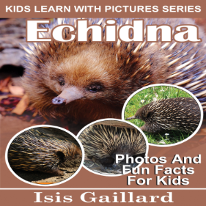 Echidna