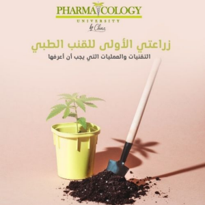 زراعتي الأولى للقنب. التقنيات والعمليات التي يجب أن أعرفها
