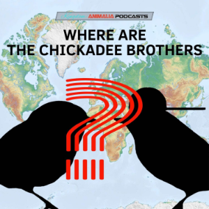 Where Are the Chickadee Brothers?-logo