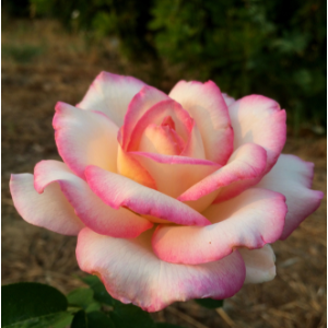 "Davis Garden Show and Beyond" on KDRT-logo