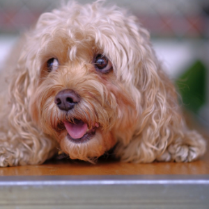 Psychology In Dogs-logo