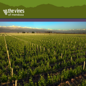 The Vines of Mendoza: Adventures in Winemaking