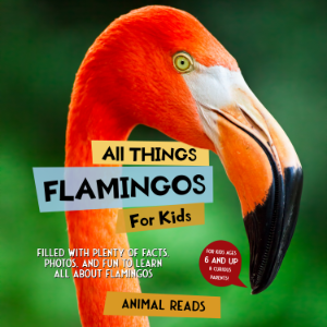 All Things Flamingos For Kids