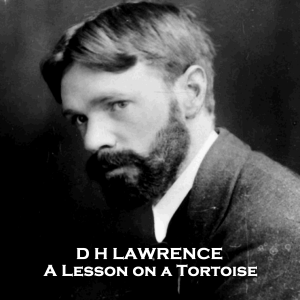 A Lesson on a Tortoise