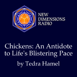 Chickens: An Antidote to Life’s Blistering Pace