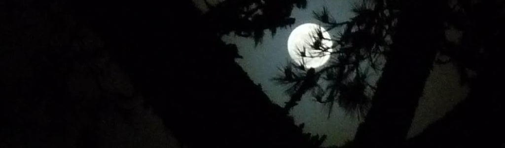 The Halloween Haunt