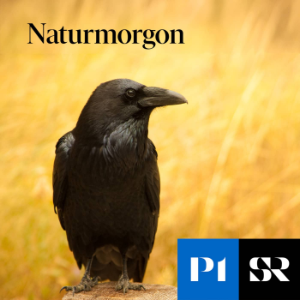 Naturmorgon-logo