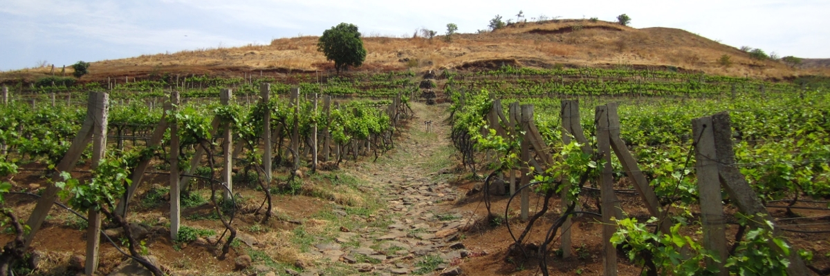 Court of Wine