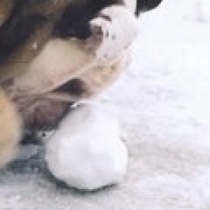 Schneeweiss FM-logo