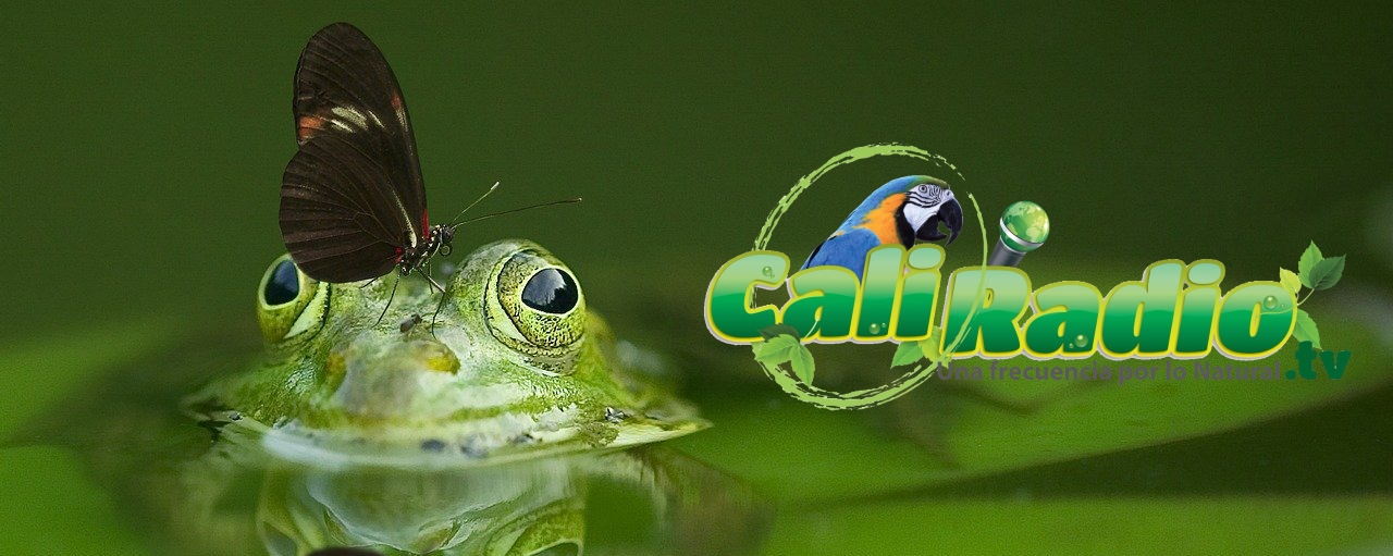 Caliradio