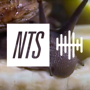 NTS Field Recordings-logo
