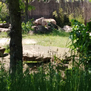 Beach Of Waffles-logo