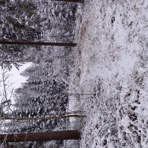 Woody Creek Radio