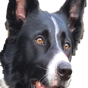 1 Radioponpon 1-logo