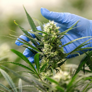 Cannabis-logo
