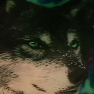 wolfsblut Radio-logo